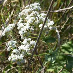 Parthenium integrifolium