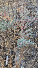 Halogeton glomeratus
