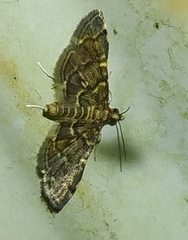 Anageshna