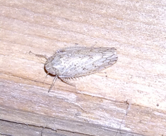 Curtara insularis