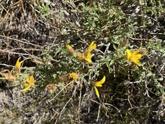 Ericameria suffruticosa