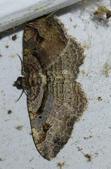 Costaconvexa centrostrigaria