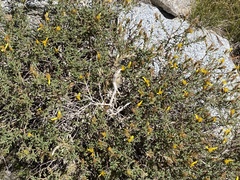 Ericameria suffruticosa