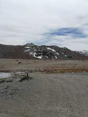 Lophonetta specularioides