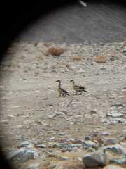 Lophonetta specularioides