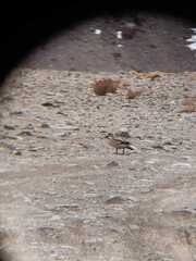 Lophonetta specularioides