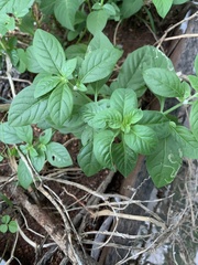 Alternanthera ficoidea