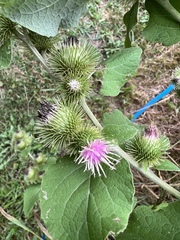 Arctium lappa