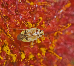 Lygus lineolaris