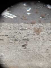 Lophonetta specularioides