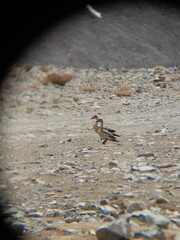 Lophonetta specularioides