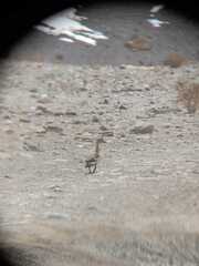 Lophonetta specularioides