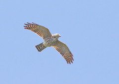 Accipiter gularis