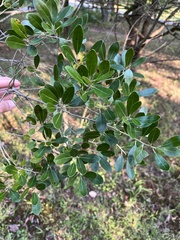 Ilex glabra