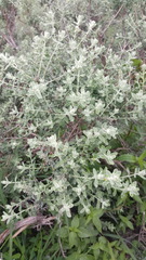 Buddleja scordioides