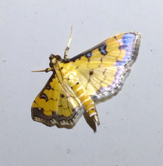 Ategumia ebulealis