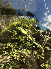 Naultinus punctatus