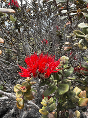 Metrosideros polymorpha