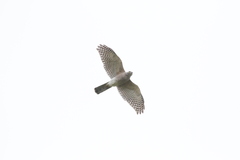 Accipiter badius