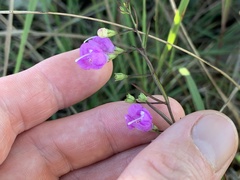 Agalinis decemloba