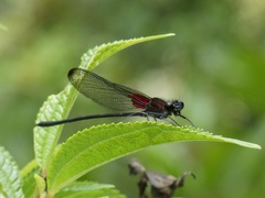 Hetaerina cruentata