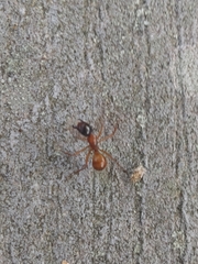 Camponotus americanus