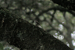 Junco phaeonotus