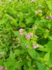 Persicaria capitata