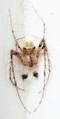 Mimetus puritanus