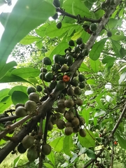 Trichilia havanensis