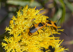Chauliognathus basalis