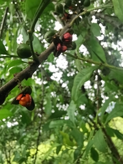 Trichilia havanensis