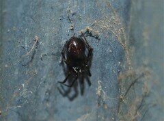 Steatoda borealis