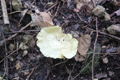 Cotylidia aurantiaca