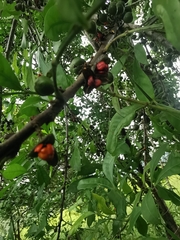 Trichilia havanensis