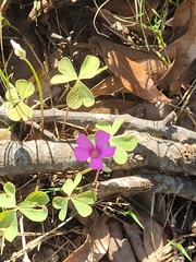 Oxalis articulata