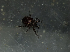 Chalcodermus collaris