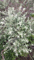 Buddleja scordioides