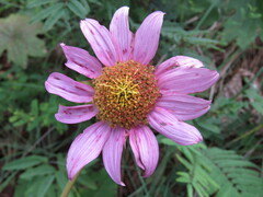 Iostephane heterophylla