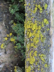 Candelariaceae