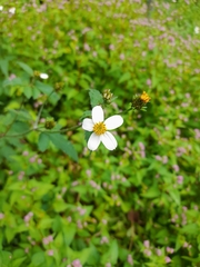 Bidens odorata