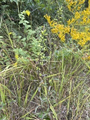 Solidago erecta