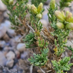 Artemisia pygmaea