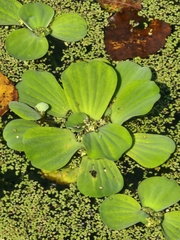 Pistia stratiotes