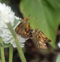 Polites peckius