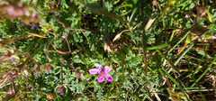 Erodium cicutarium