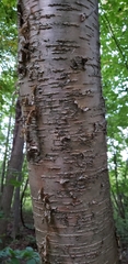 Betula alleghaniensis