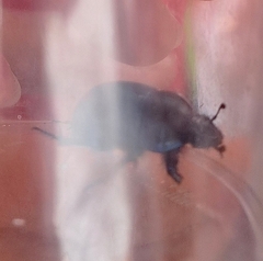 Geotrupidae
