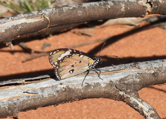 Danaus petilia