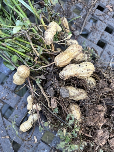 Arachis hypogaea iNat (1)